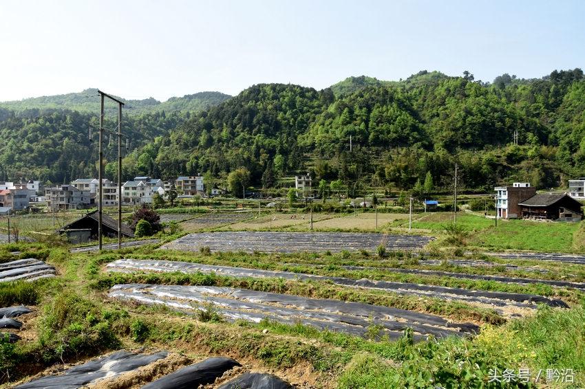 红卫村最新发展规划概览